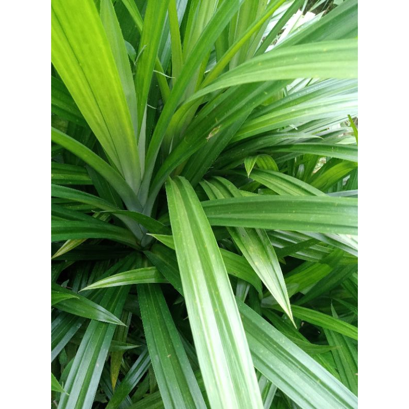 

daun.pandan.per.1kg