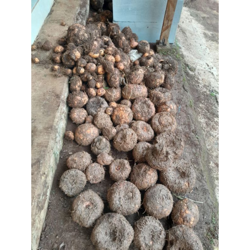 

PORANG/ILES ASLI SUNDA