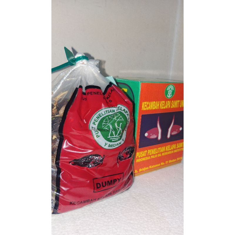 BENIH SAWIT UNGGUL DxP MAREHAT ISI 250 BIJI[ORIGINAL PRODUK]