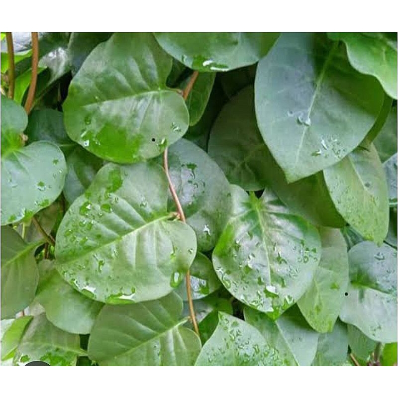 

DAUN BINAHONG SEGAR PANEN SENDIRI