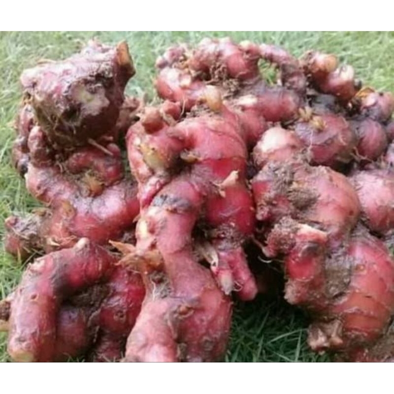 

JAHE MERAH 250 gram