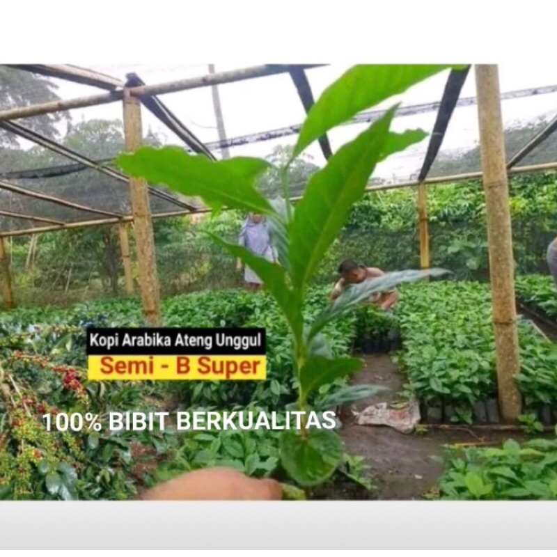 

Bibit Kopi Arabika Ateng Super Unggul 55 Pohon Siap Tanam
