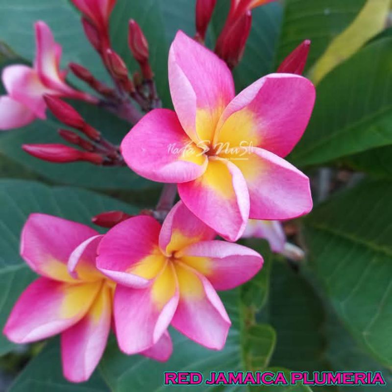 bibit cuting stek kamboja bali bunga red Jamaica plumeria / stek kamboja bali