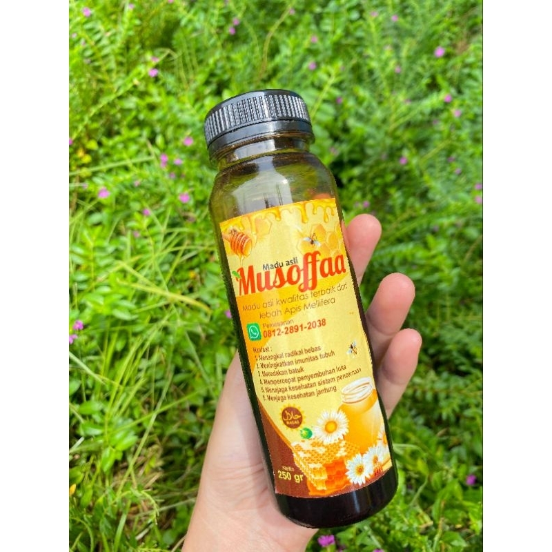 madu musoffaa akasia apis mellifera