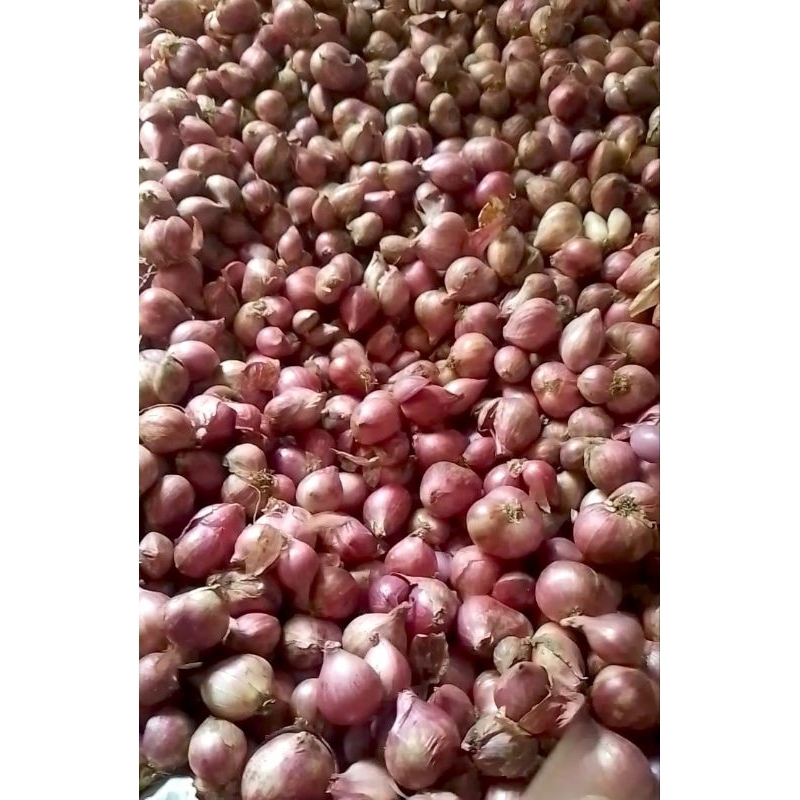 

bawang merah super murah.bamer kering.bamer berkualitas