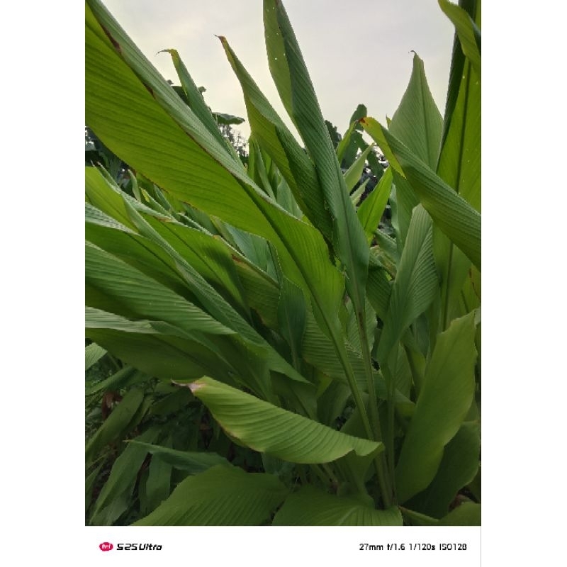 

temulawak segar 500g