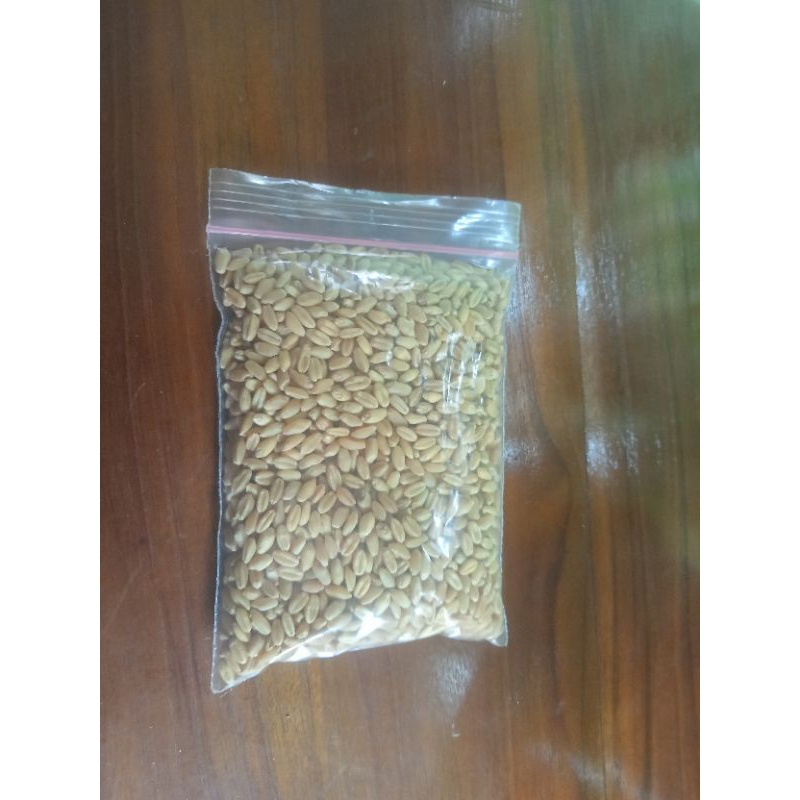 BibitWheatgrass/RumputKucing/Wheatgeass