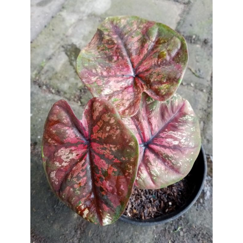 caladium hybrid