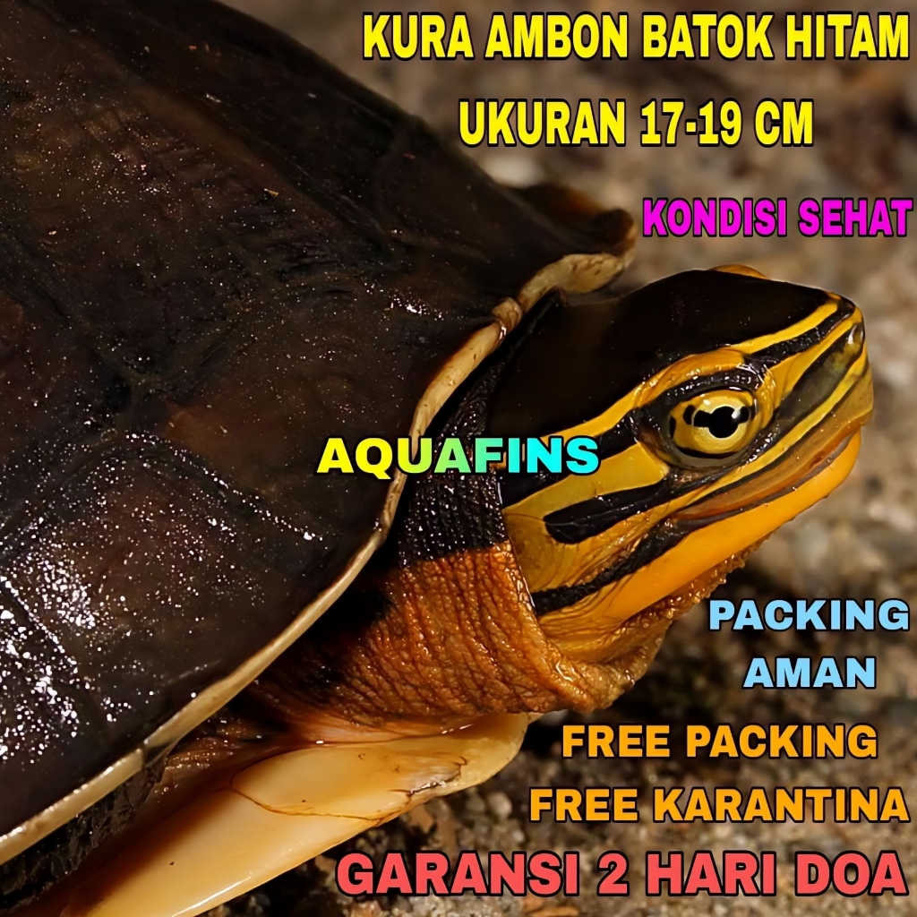 HIASAN KURA AMBON COURA AMBOINENSIS BATOK HITAM UKURAN 17-19 CM