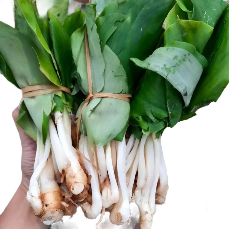 

Daun Kencur Segar 1 Ikat