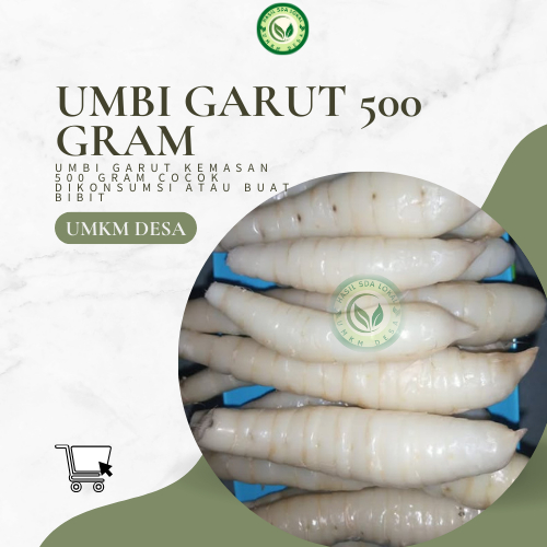 

Murah!!! Umbi Garut 500 gram dari Petani Lokal