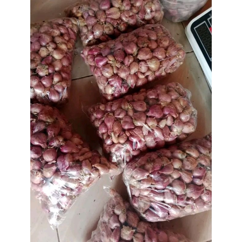 

brambang/bawang merah tanggung