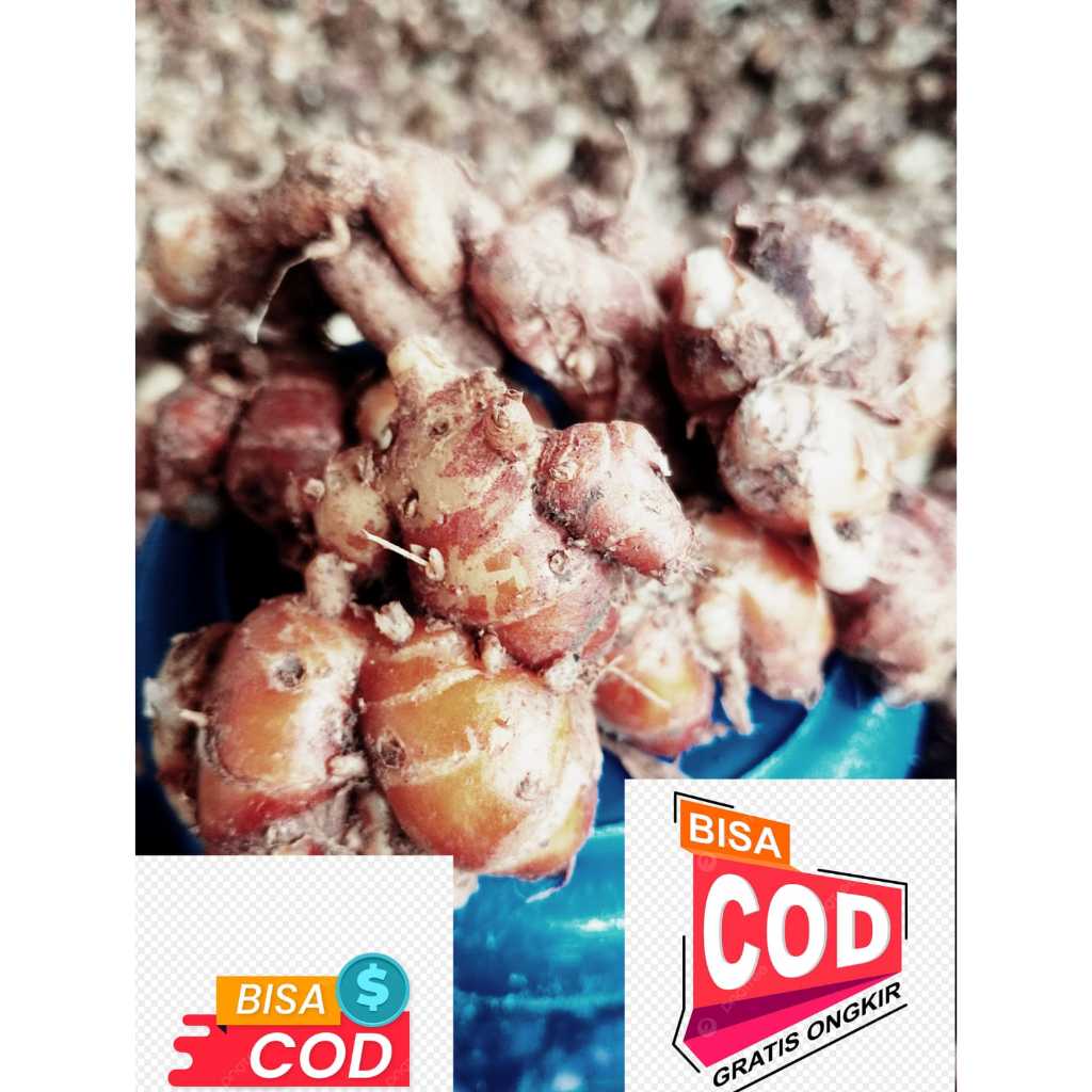 

KENCUR SEGAR CIKUR SEBLAK 1 KB