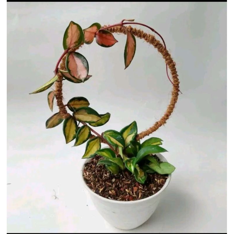 Turus bulat penyangga rambatan tanaman minimalis