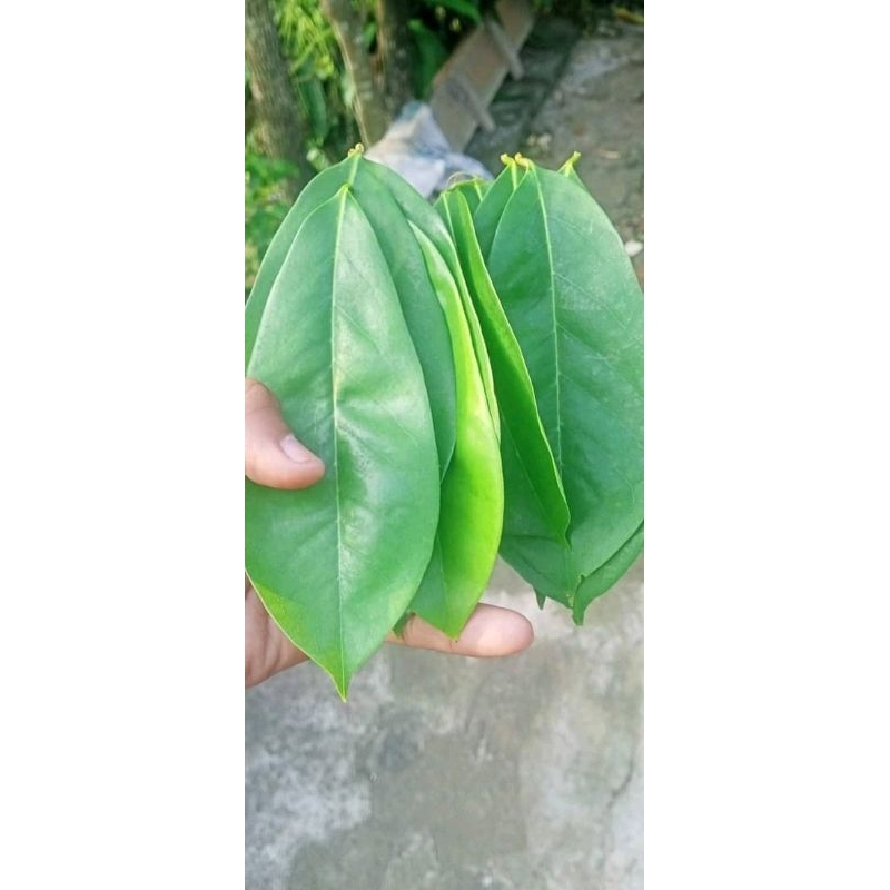 

daun sirsak segar freshh dadakan obat alami herbal