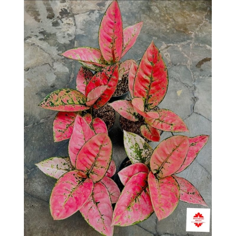 Tanaman Hias Aglonema Ruby Fanta - tanaman hias murah merah