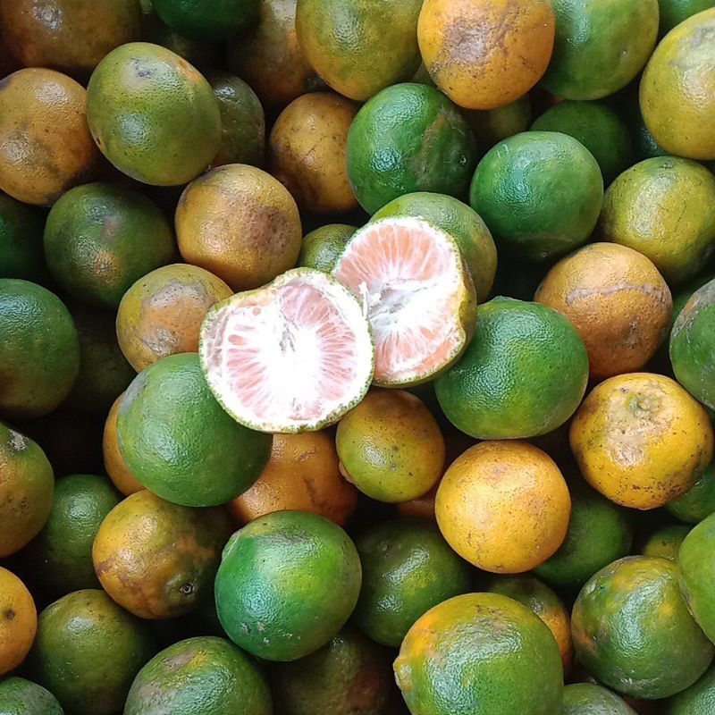 

Jeruk Keprok Malang kecil Fresh 1Kg (Rasa Manis Asam Segar)