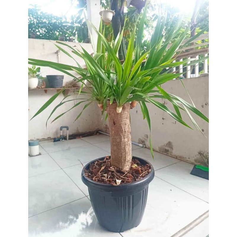 tanaman hias pandan bali bercabang + pot tanaman
