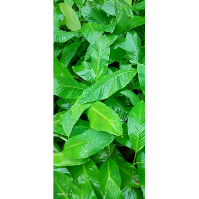 promo bibit pohon pisang mas lumajang / pisang mas