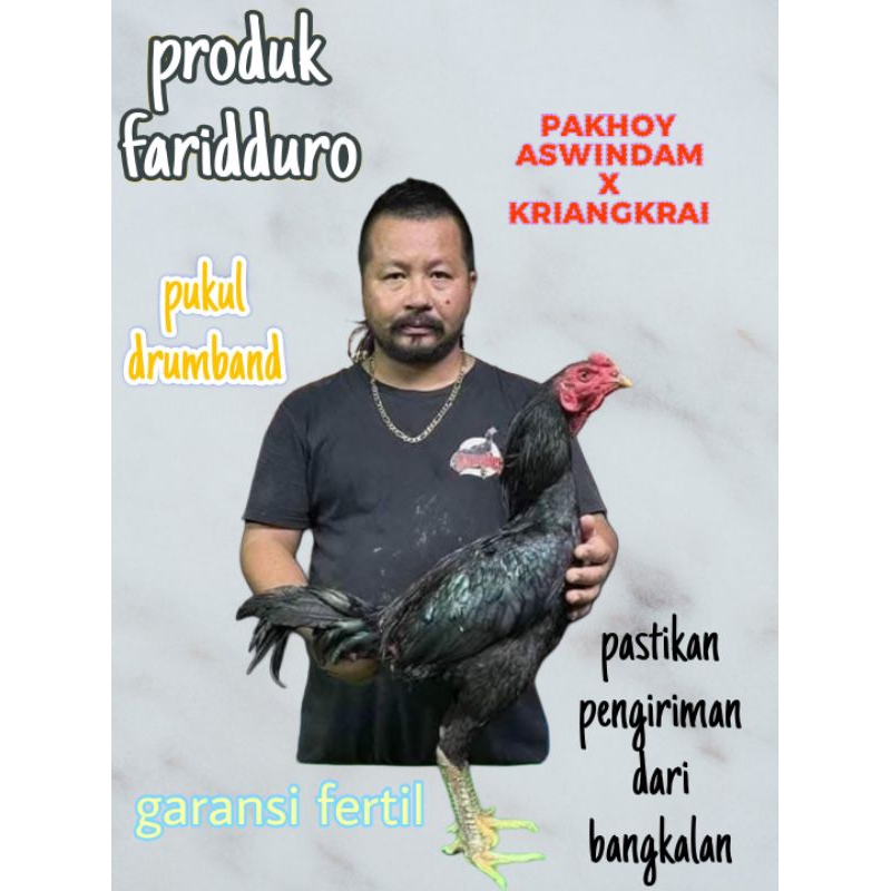 Telur fertil ayam pakhoy full brakot brutal drumband