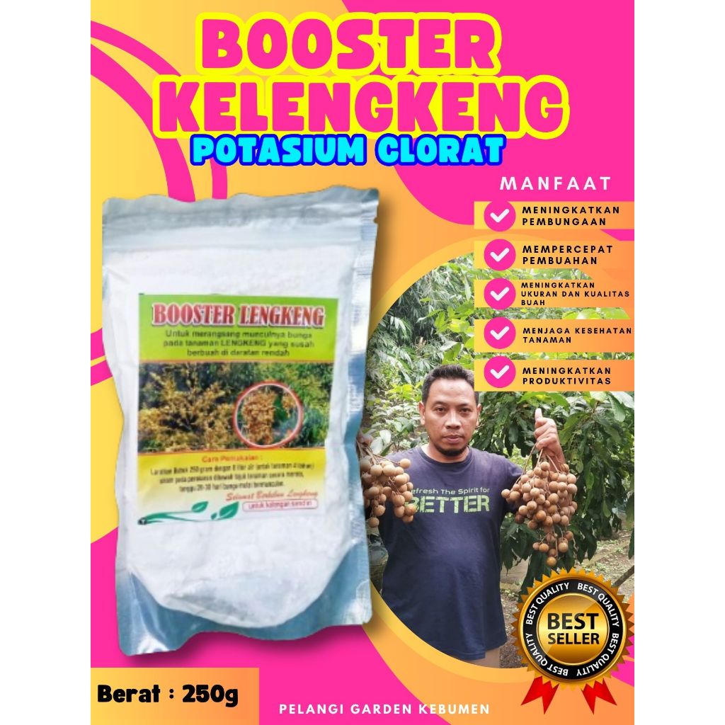 TERBAIK  Booster Buah Kelengkeng Pingpong, Booster Buah Kelengkeng Pingpong Berbuah