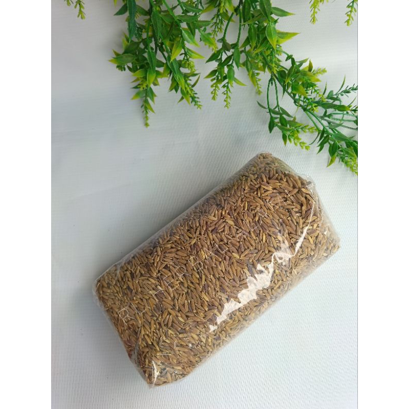 

Bibit padi beras ketan hitam - 1 kg