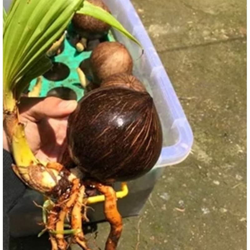 Bonsai kelapa,bahan bonsai kelapa,bonsai kelapa bertunas siap di buat bonsai,kualitas super