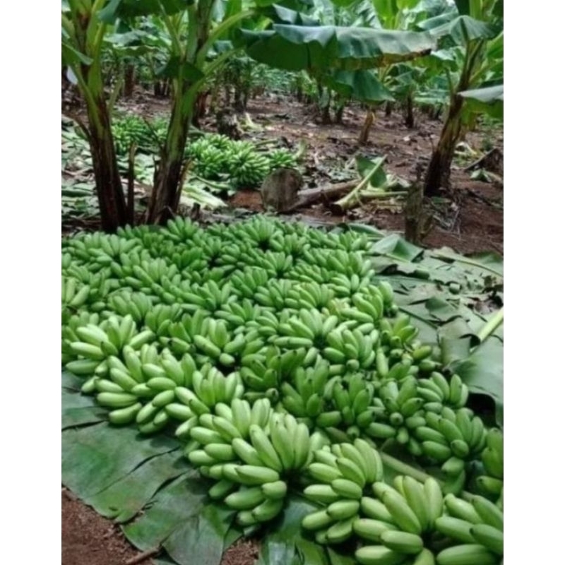 Bibit pisang mas,benih pisang mas kirana