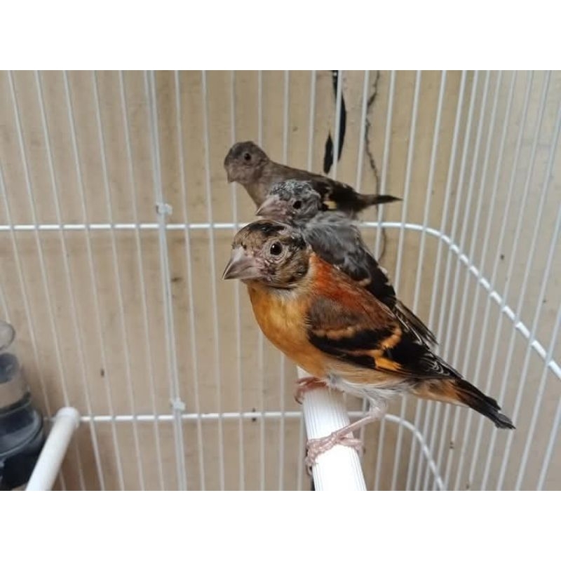 Red Siskin klasik jantan paud