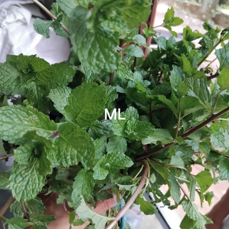 

Jual mint segar original