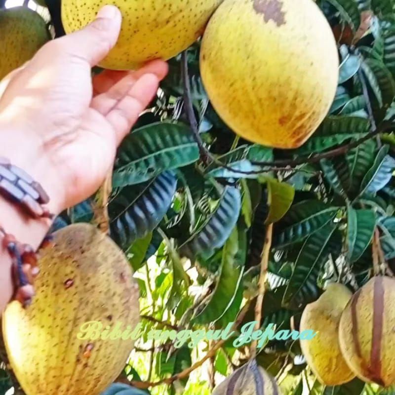 BIBIT MANGGA PAKEL LIMUS SIAP BERBUAH