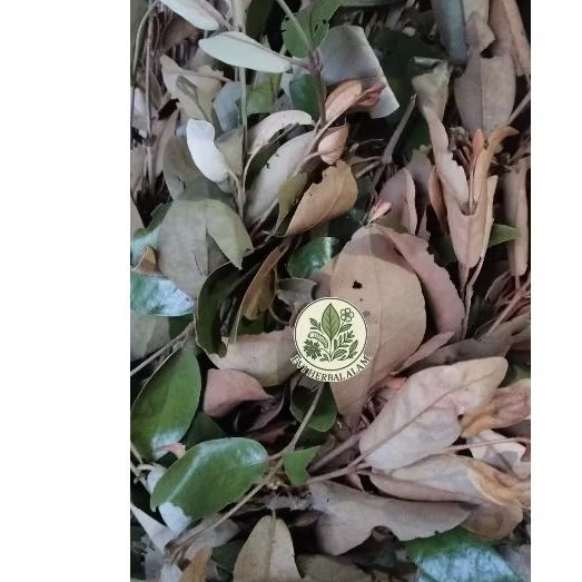 

Daun Benalu Basah segar,daun yang langka,Obat herbal 1kg