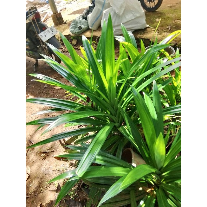 

Ready daun pandan untuk mengolah makanan per 10 lembar