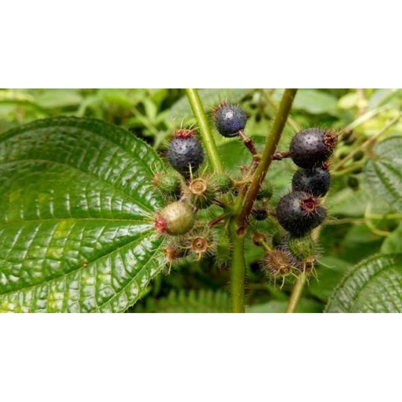 

Daun Harendong bulu daun herbal harendong berkhasiat 300 gram