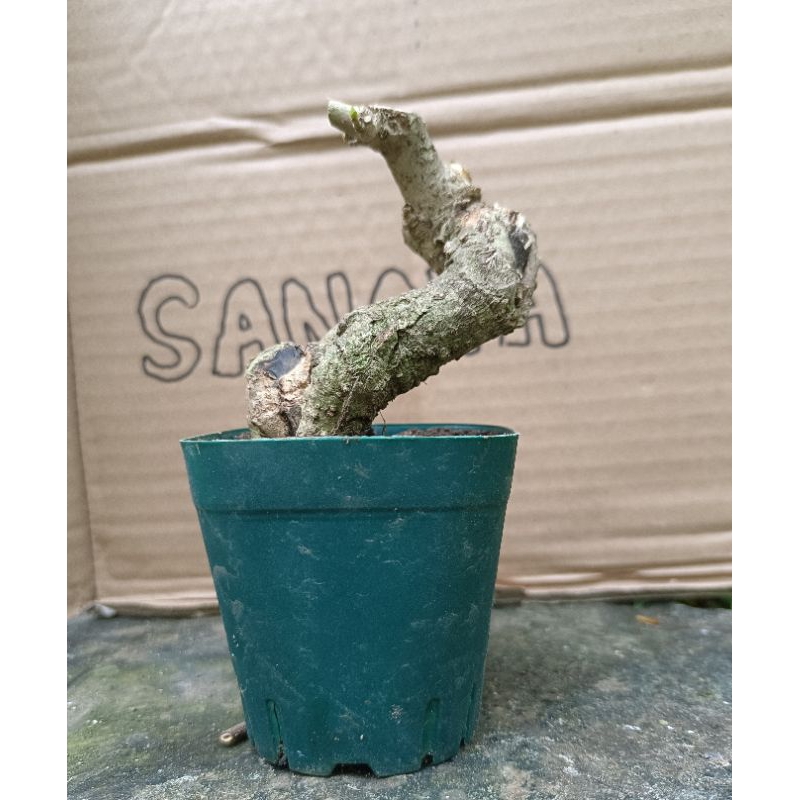 bahan bonsai waru mame  meliuk