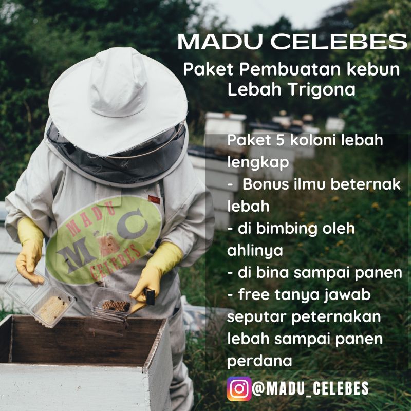 Koloni Lebah Trigona 5 koloni