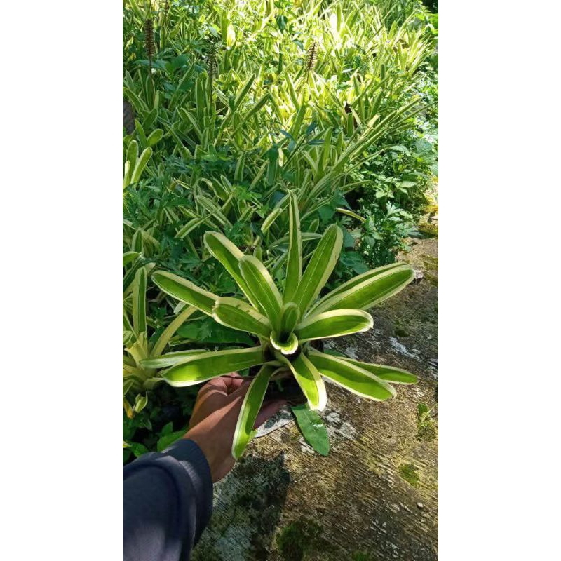 tanaman hias bromelia jagung / bromelia putih / bromelia mini