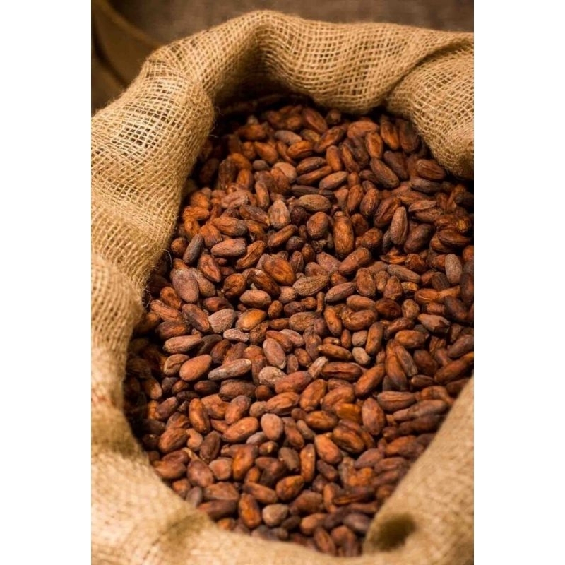 

BIJI COKLAT (KAKAO) SULAWESI