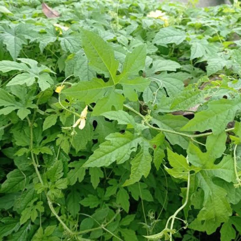 

daun pare hutan segar 500gram