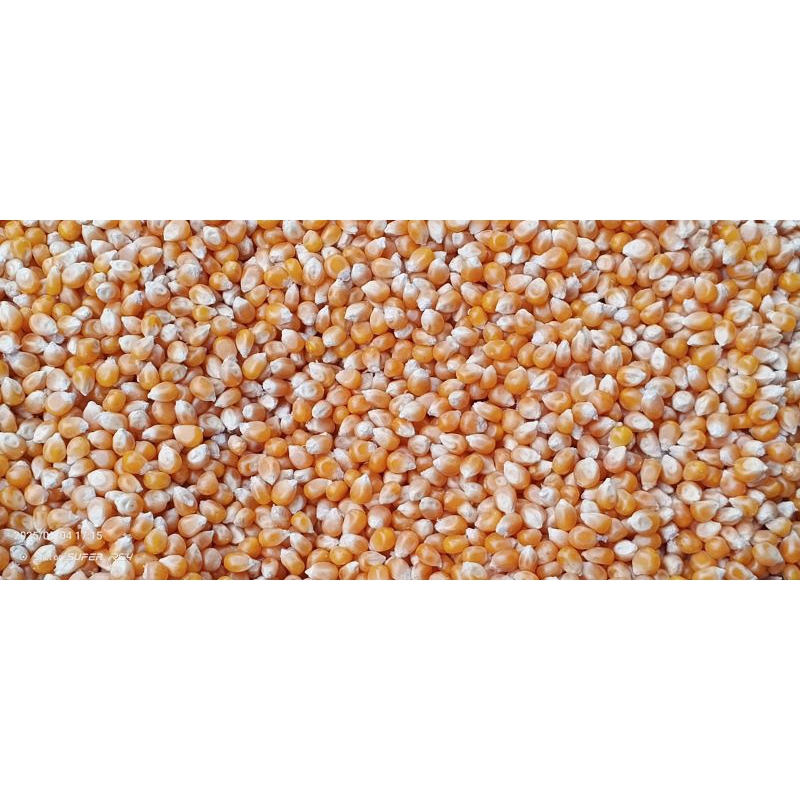 

jagung popcorn