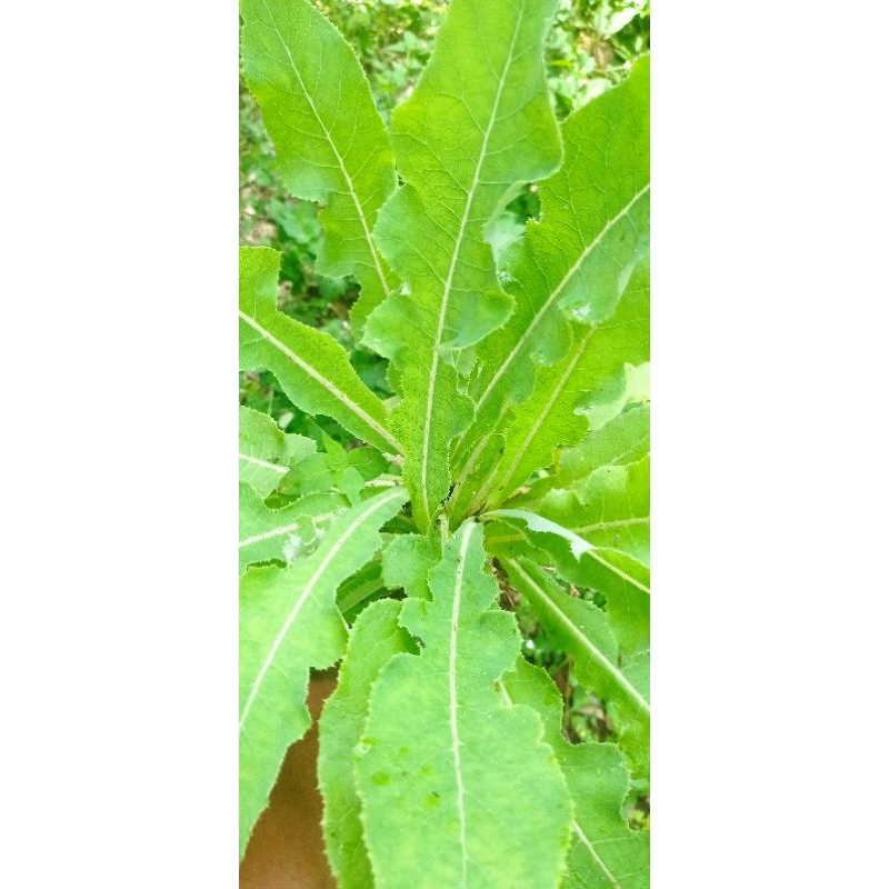 

daun tempuyung obat herbal 500 grm