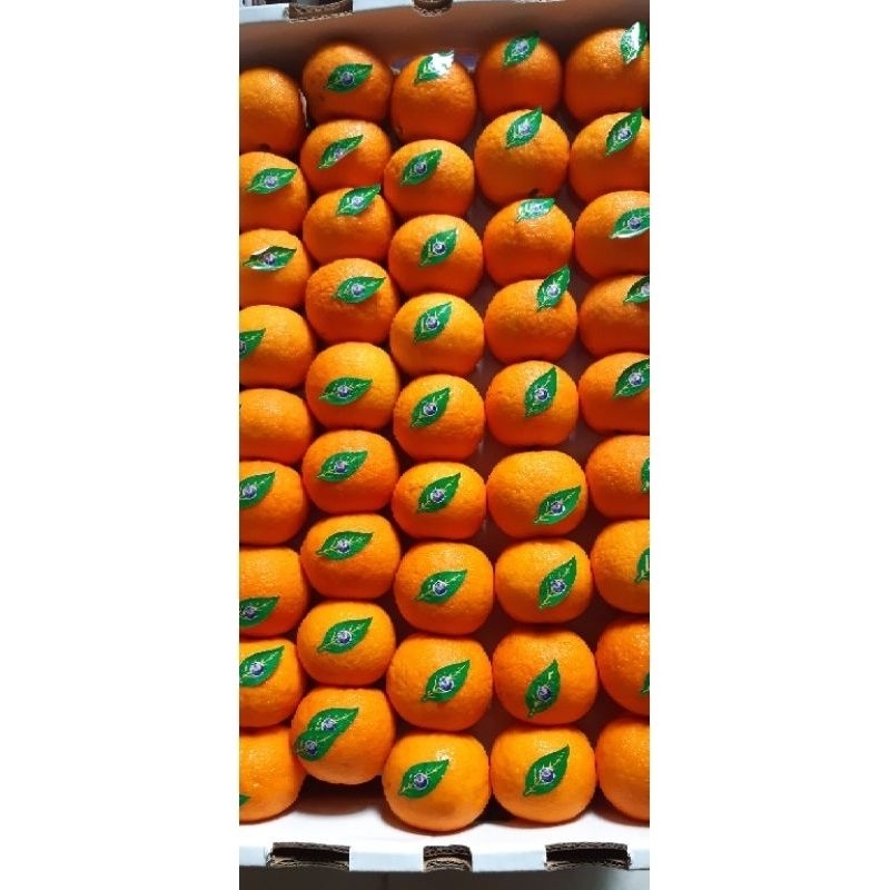 

promo jeruk wogan Mandarin premium full jaminan manis(dikirim pulau Jawa, Banten, Jakarta)