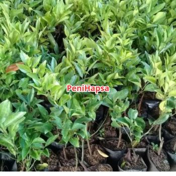 Raflezia Bibit Jeruk Siam Madu Sudah Berbuah Super Spesial