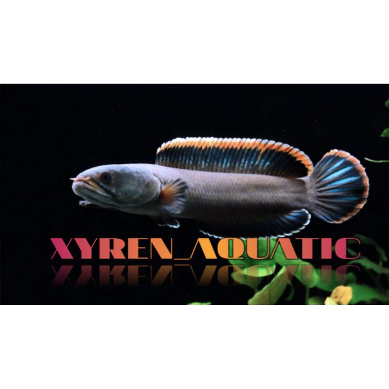 setiker cana limbata