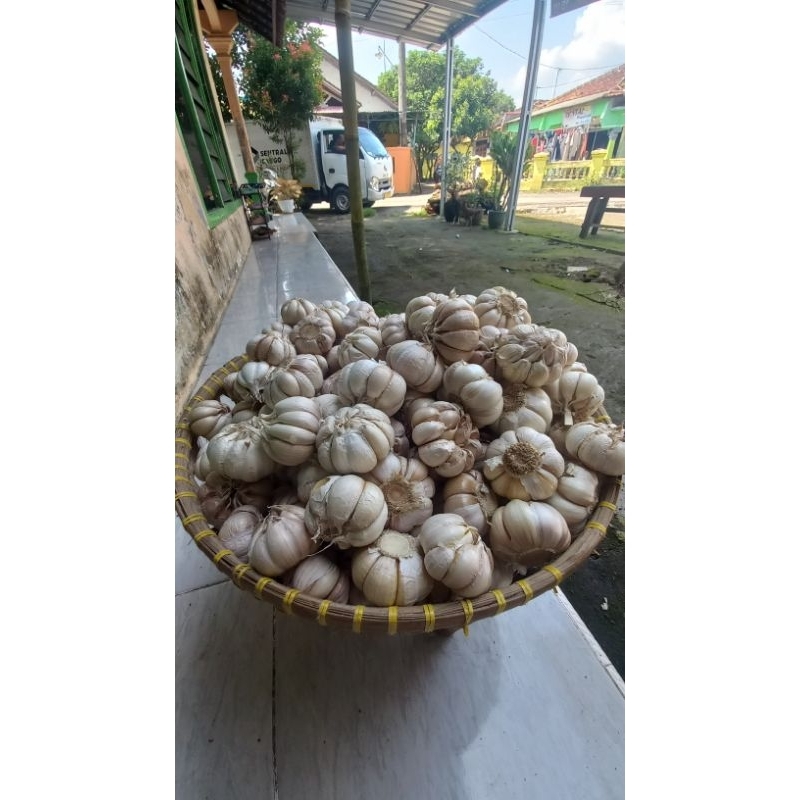 

bawang putih super premium