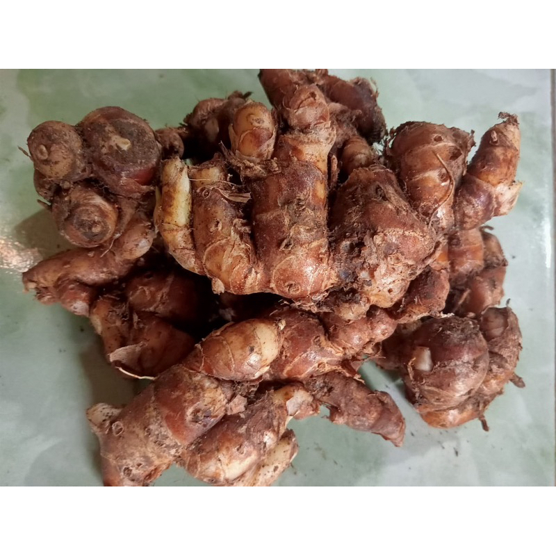 

KENCUR FRESS CIKUR SEBLAK SUPER JUMBO WANGI PEDAS 1kg
