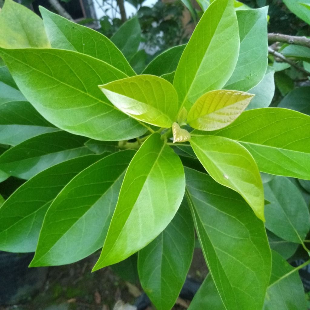 

daun alpukat segar dipetik dadakan