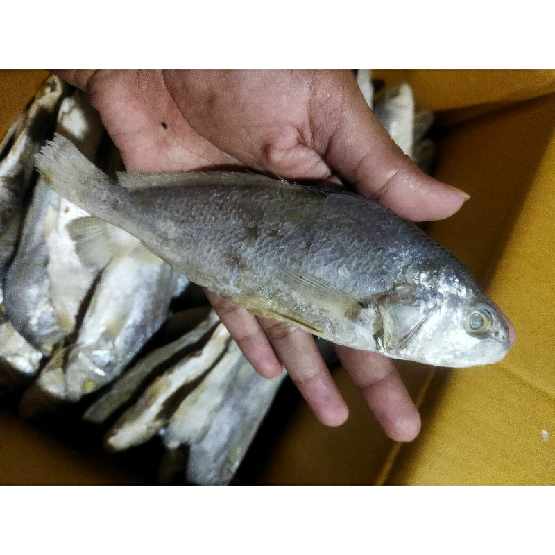 

ikan sileman/ikan asin sileman