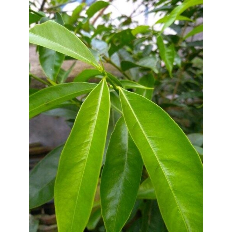 

250 GR Daun Mahkota Dewa Segar Asli – Herbal Alami untuk Kesehatan