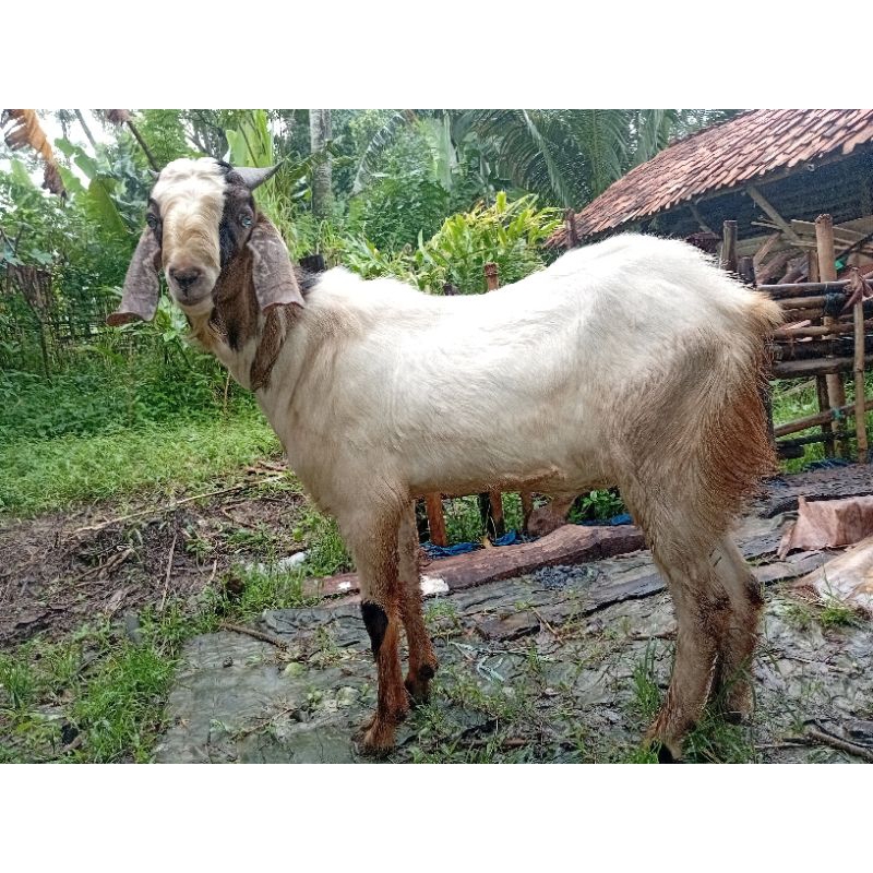 

kambing kurban harga murah meriah